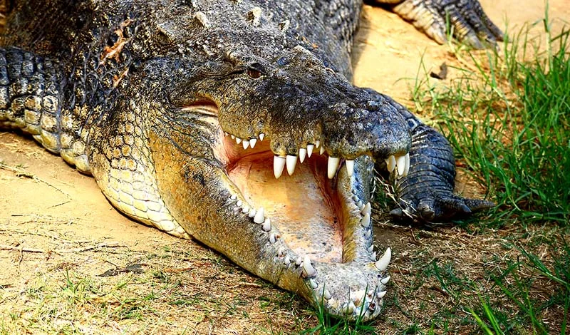 a saltwater crocodile showing it's teeth